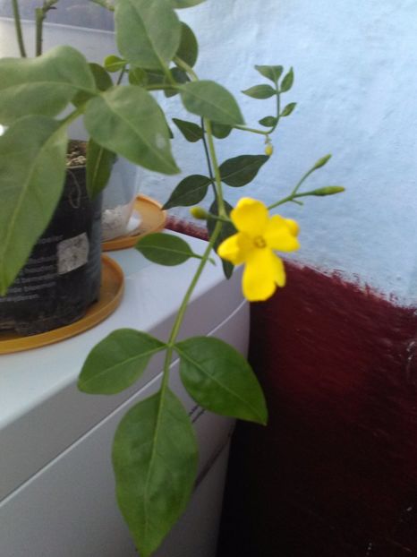 Sambac - Florile mele
