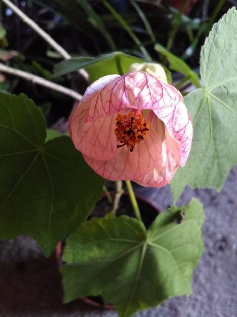 Abutilon - Florile mele