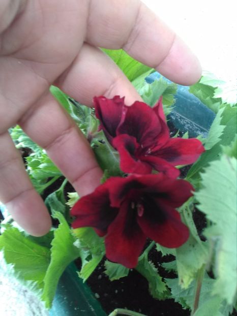 Muscata englezeaca grena - Florile mele