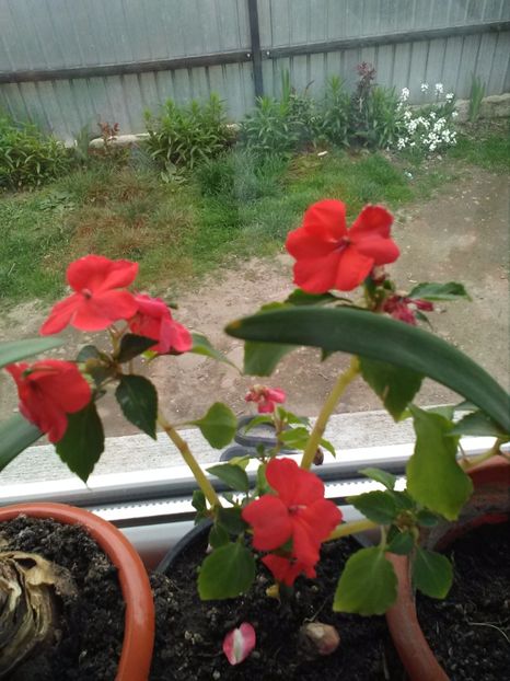 Sporul casei - Florile mele
