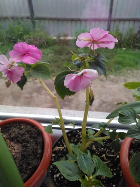 Sporul casei - Florile mele