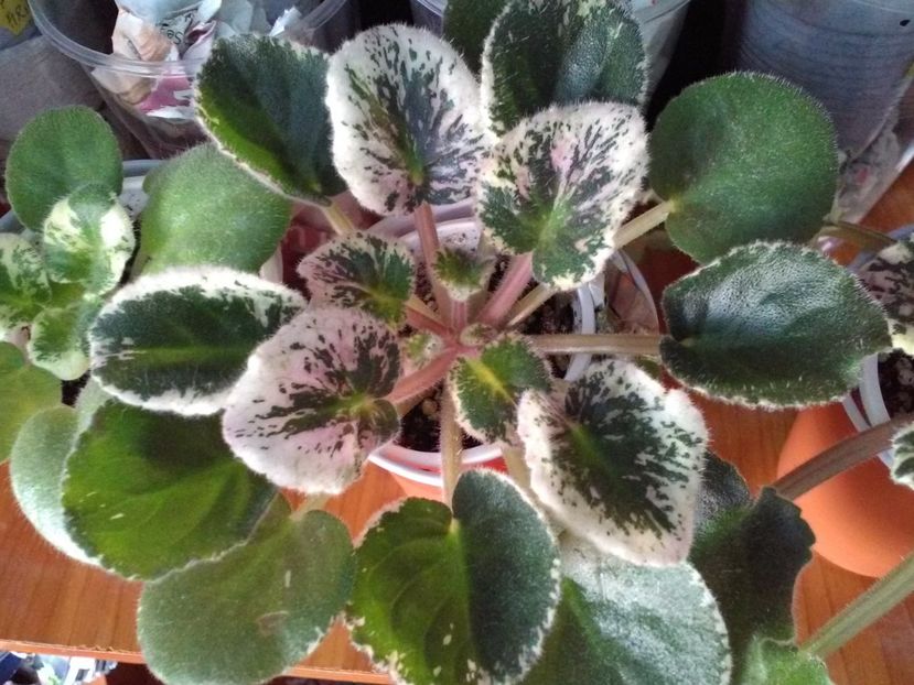  - Florile mele
