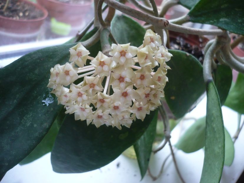 P1330016 - HOYA 2017