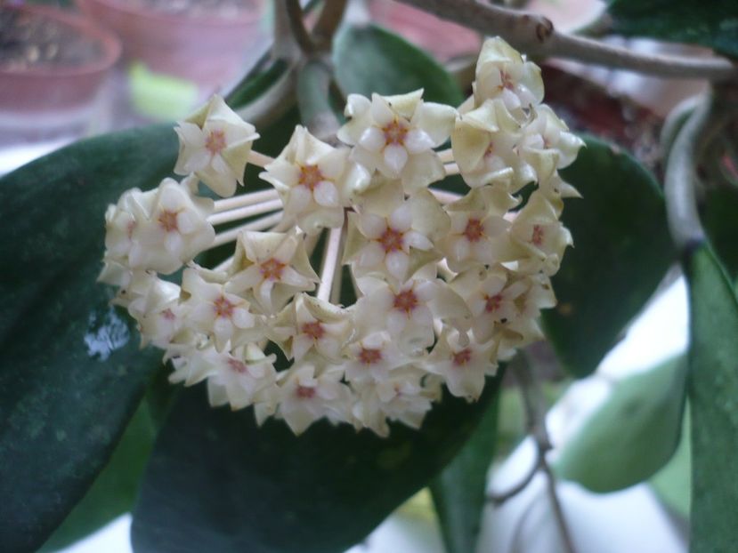 P1330017 - HOYA 2017