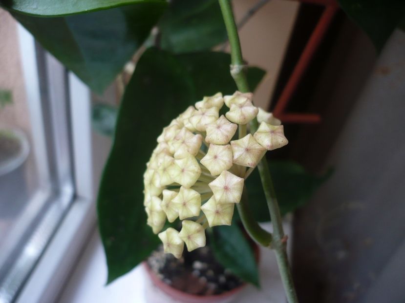 P1330018 - HOYA 2017