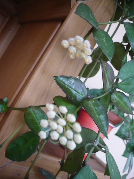 P1330020 - HOYA 2017