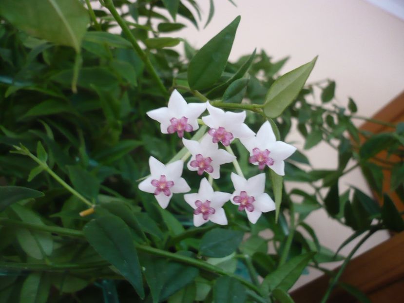 P1330025 - HOYA 2017