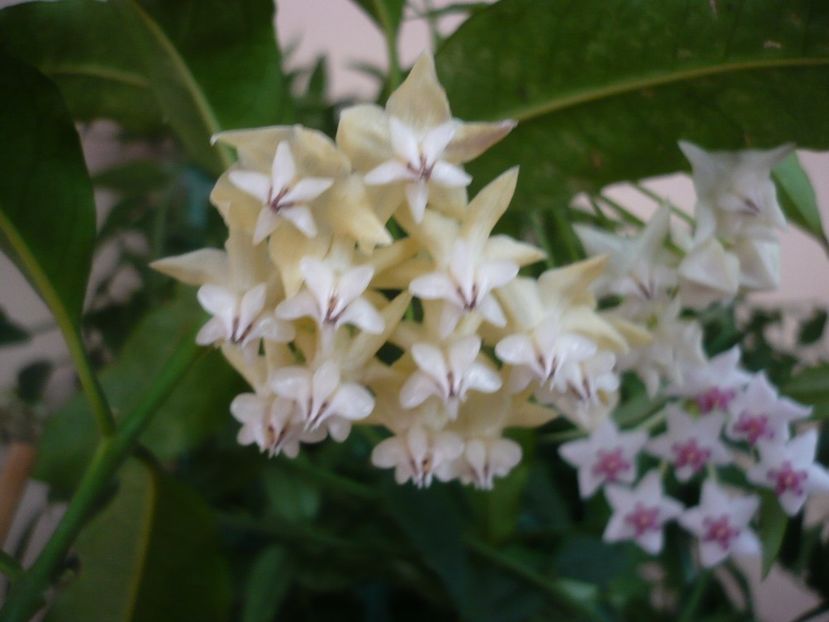 P1330028 - HOYA 2017