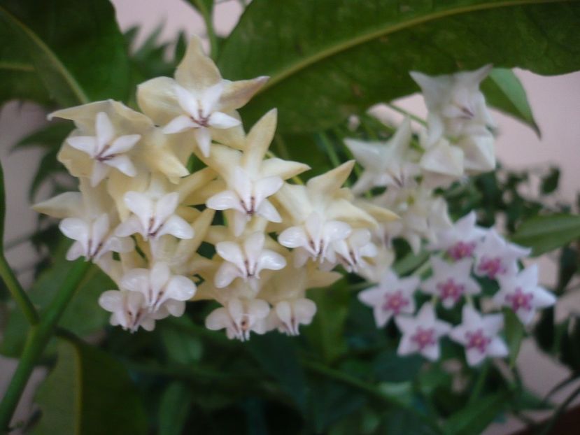 P1330029 - HOYA 2017