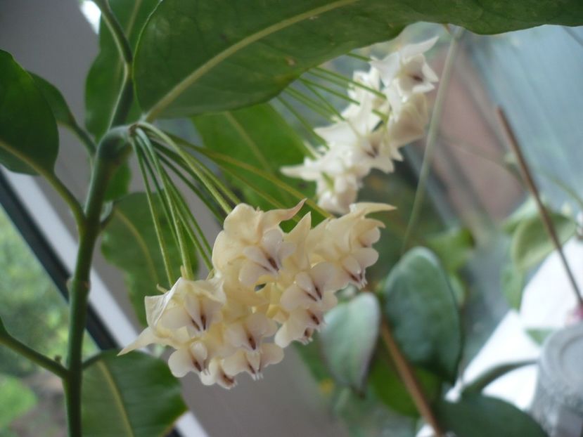 P1330031 - HOYA 2017