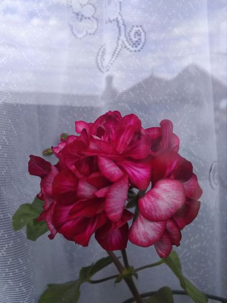 Muscata curgatoare - Florile mele