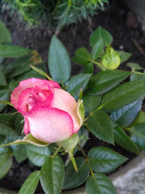 Trandafir pitic - Florile mele
