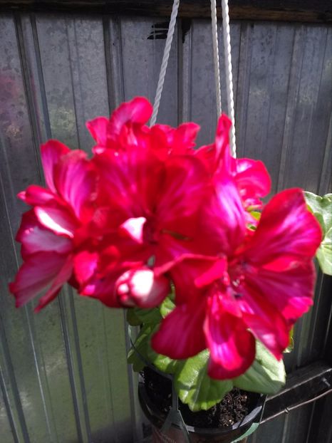 Muscata curgatoare - Florile mele