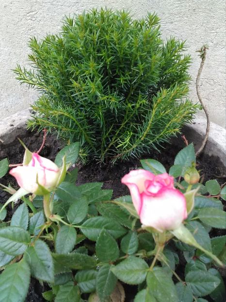  - Florile mele