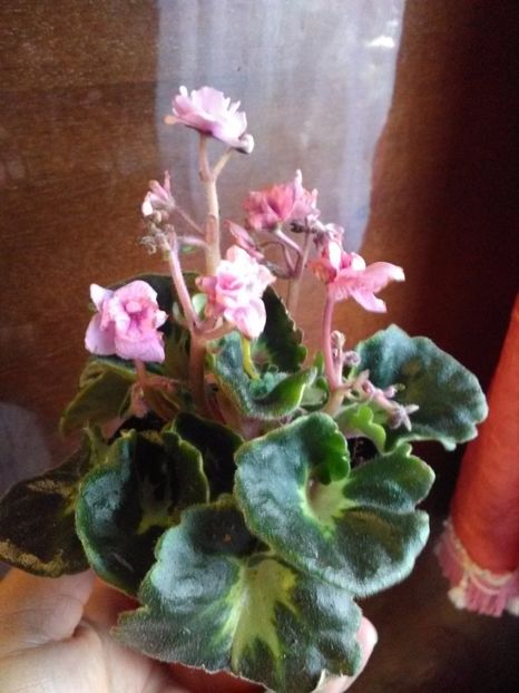 Rococo... - Florile mele