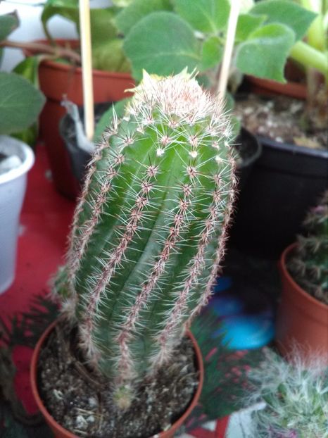 Cactus - Florile mele