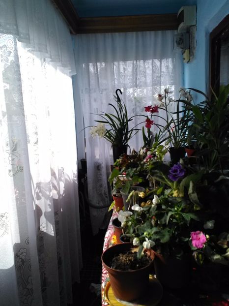  - Florile mele