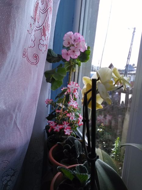  - Florile mele