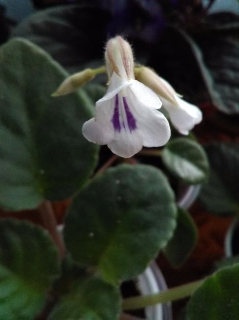 Chirita Tamania - Florile mele