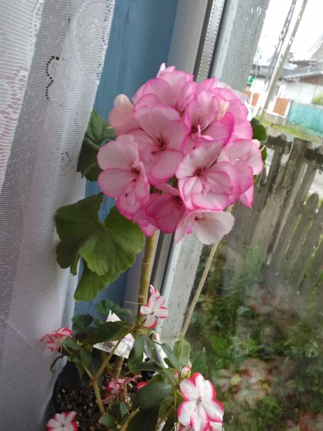 Muscata - Florile mele