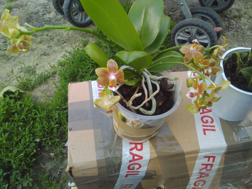  - Florile mele
