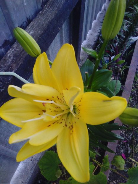 Crin - Florile mele