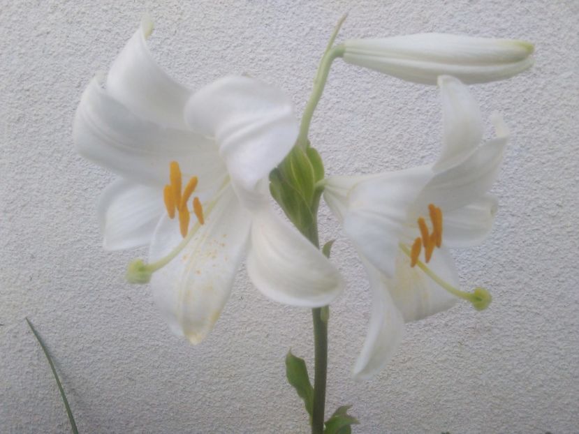 Crin parfumat - Florile mele