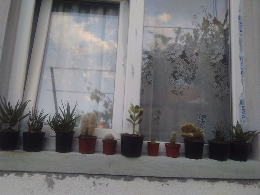  - Florile mele