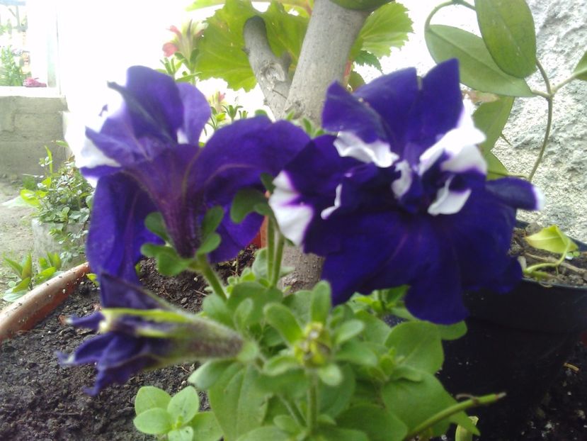  - Florile mele