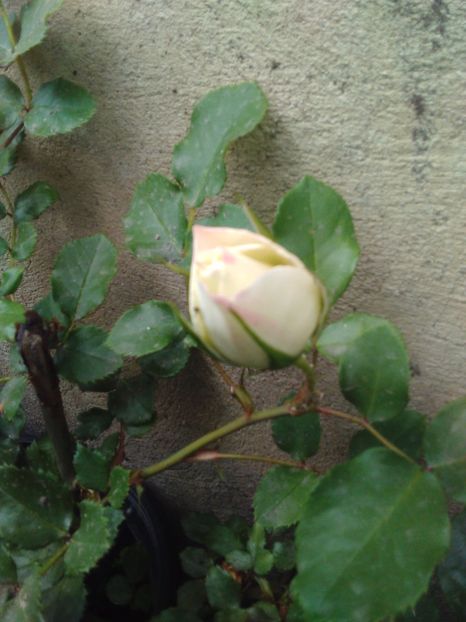 Eschimo - Florile mele