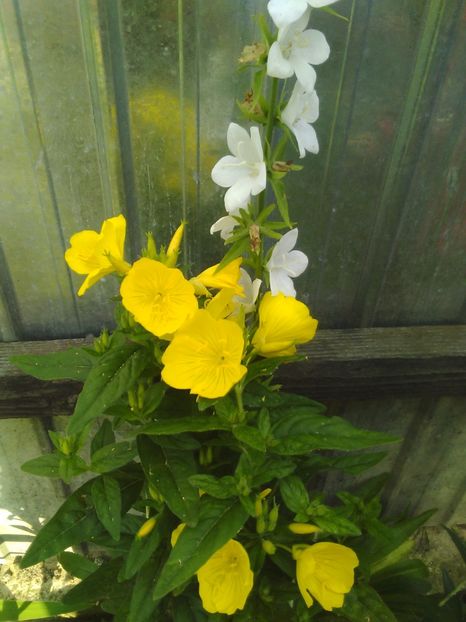 - Florile mele