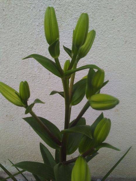  - Florile mele