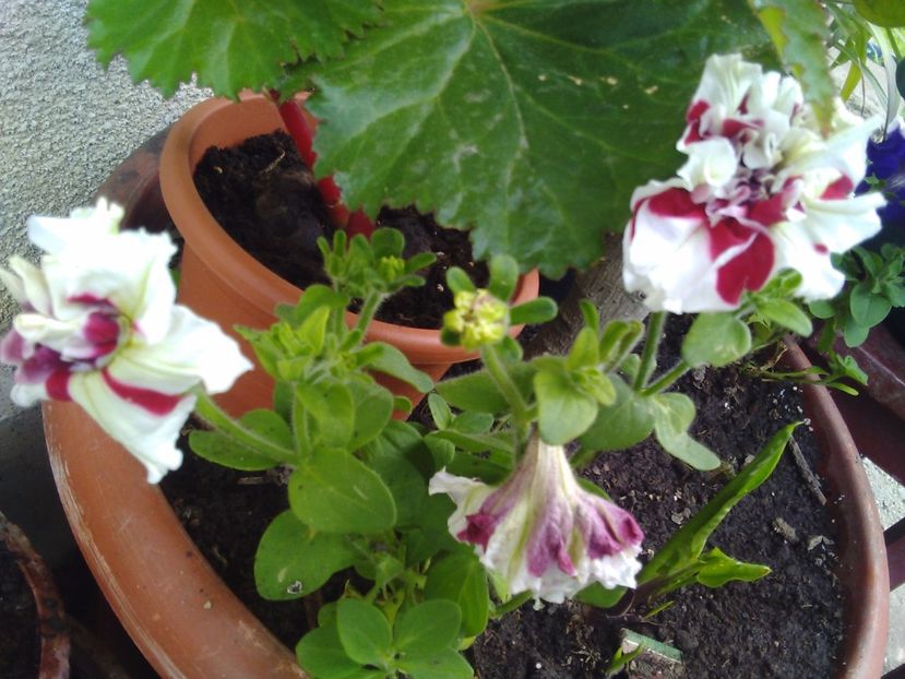 Petunie batuta - Florile mele