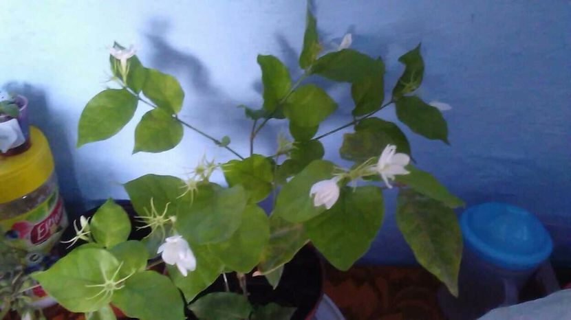  - Florile mele