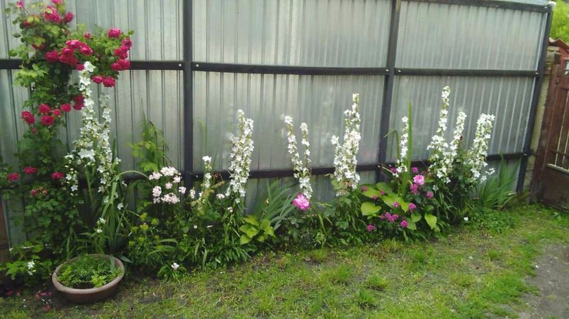  - Florile mele