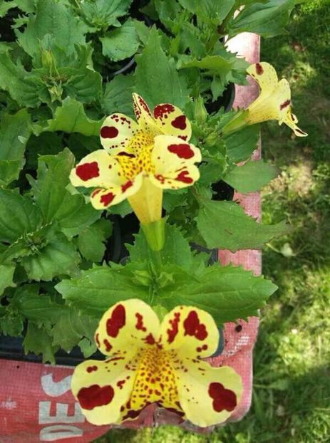  - Florile mele
