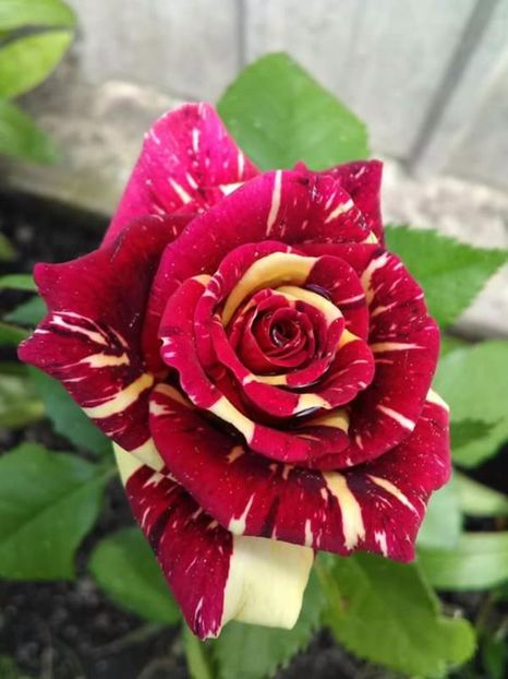  - Florile mele