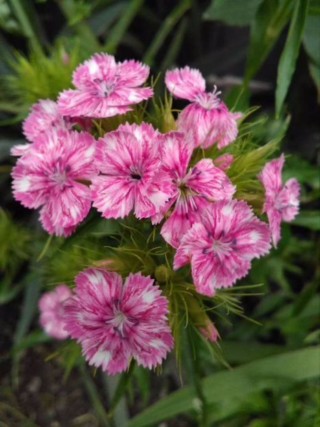 received_1369001773135723 - Florile mele