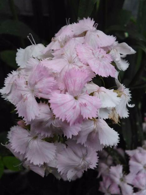 received_1369001776469056 - Florile mele