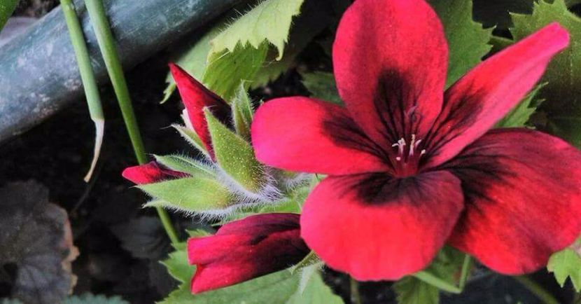 received_10213202346121296 - Florile mele