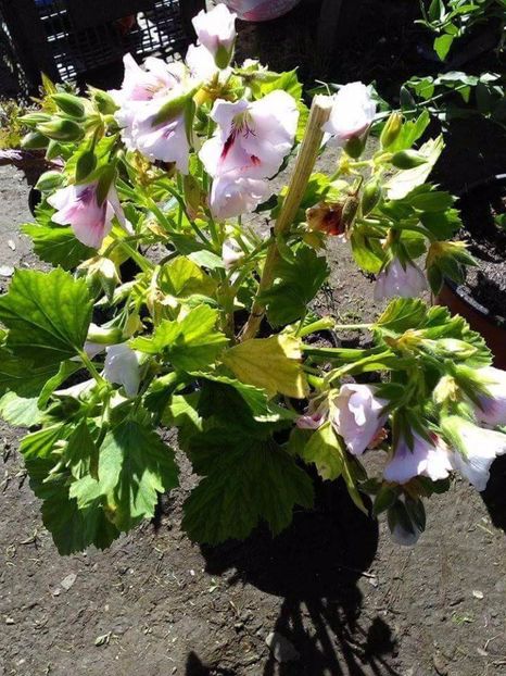 received_197527654103298 - Florile mele