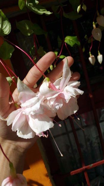 received_1346902335405429 - Florile mele
