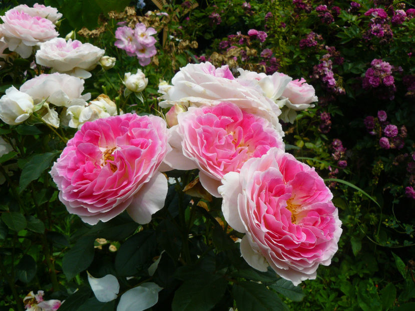 Guernsay - 2017 Trandafiri iunie