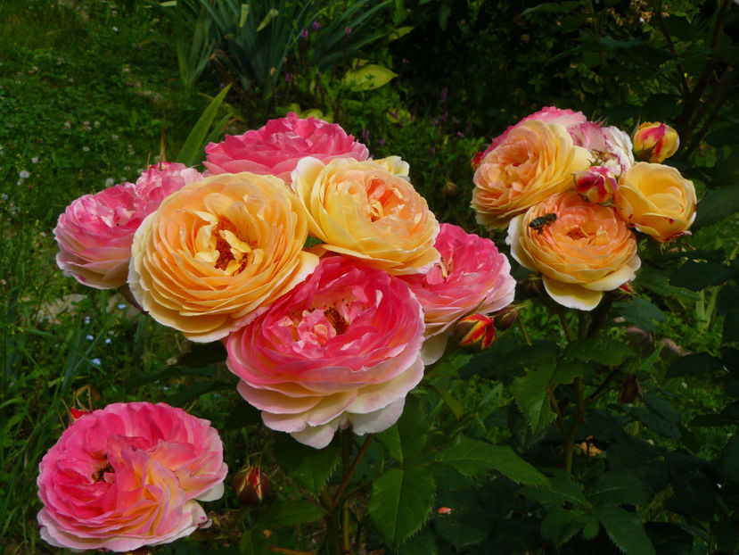 Rosomane Janon - 2017 Trandafiri iunie