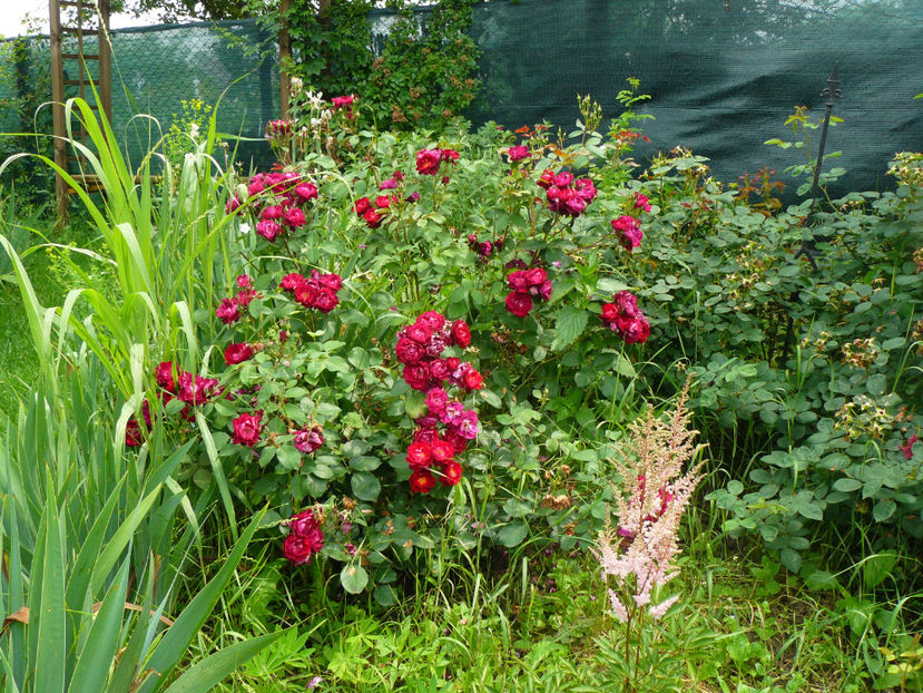 Cardinal Hume - 2017 Trandafiri iunie