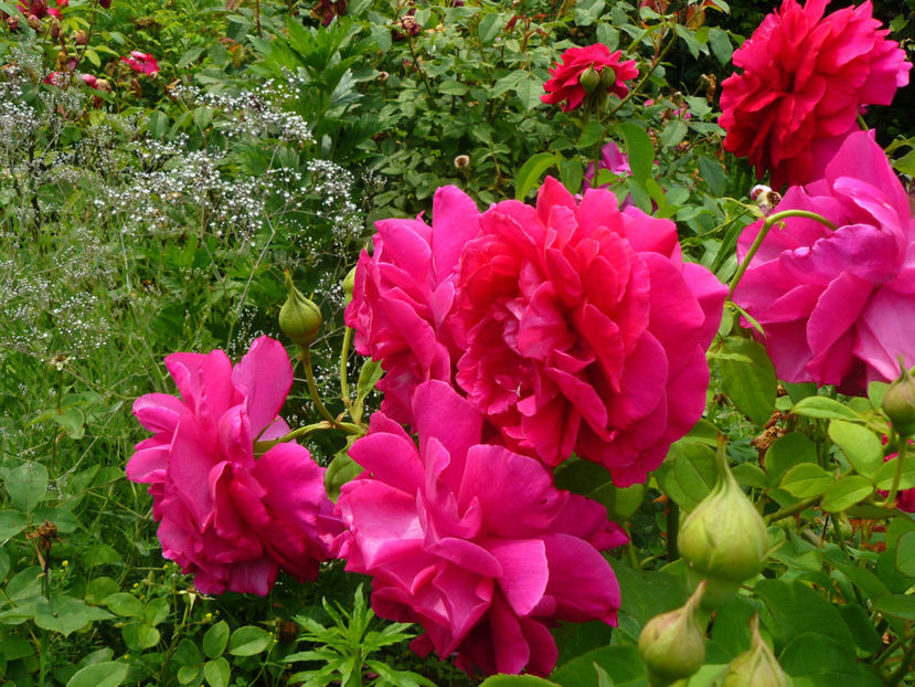 The Dark Lady - 2017 Trandafiri iunie