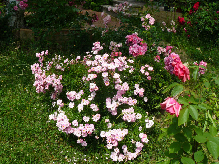 Easy Cover - 2017 Trandafiri iunie