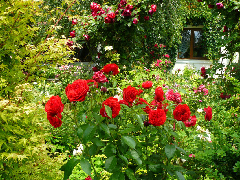 Out of Rosenheim - 2017 Trandafiri iunie