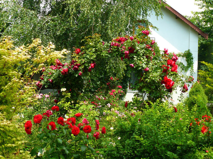 Out of Rosenheim si Florentina - 2017 Trandafiri iunie