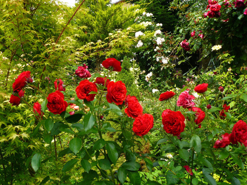 Out of Rosenheim - 2017 Trandafiri iunie